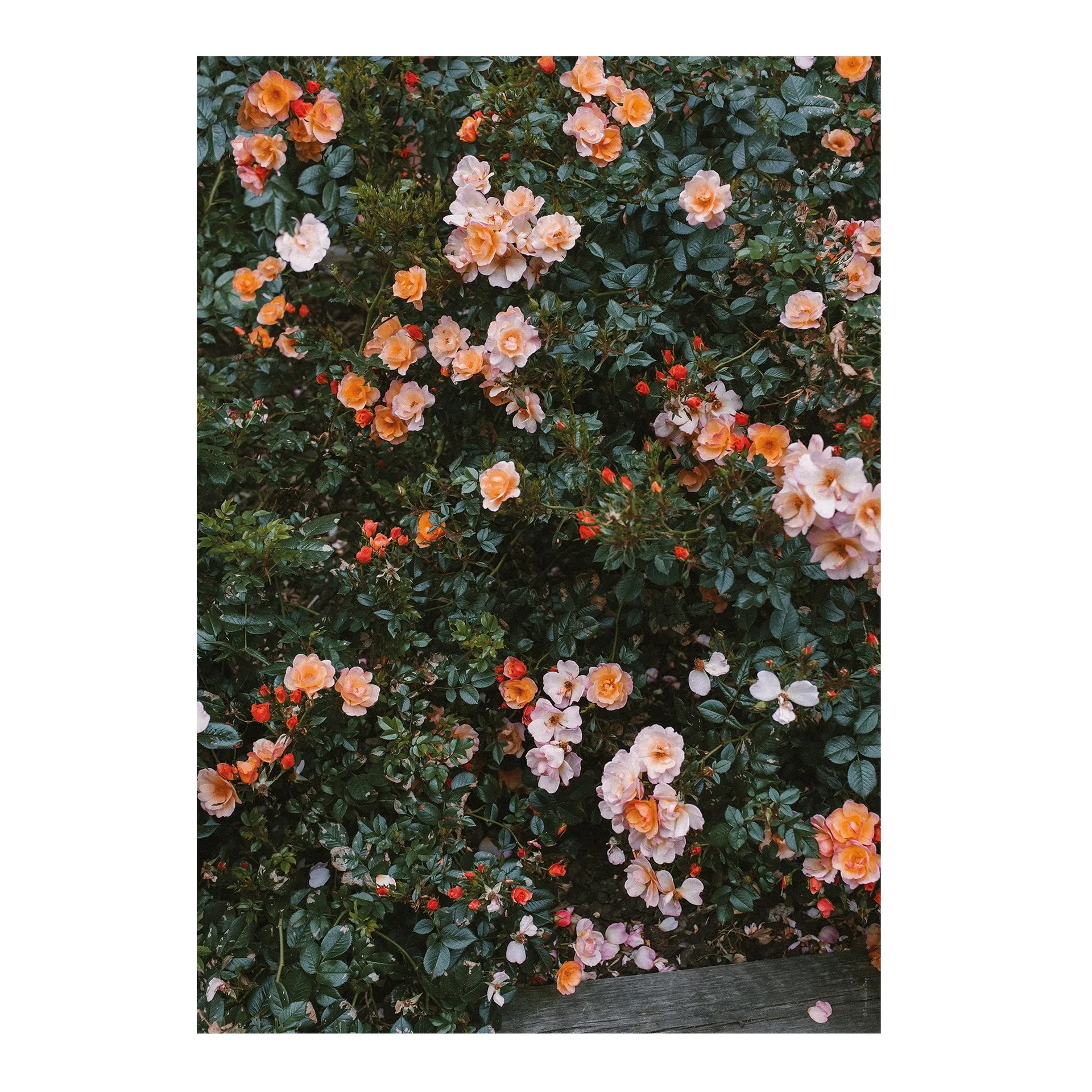 Poster Rose, 70x100 cm Fine Little Day