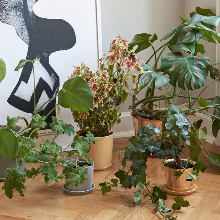 Pot Botanical Family, Light grey, medium, avec soucoupe ø13.5 cm HAY