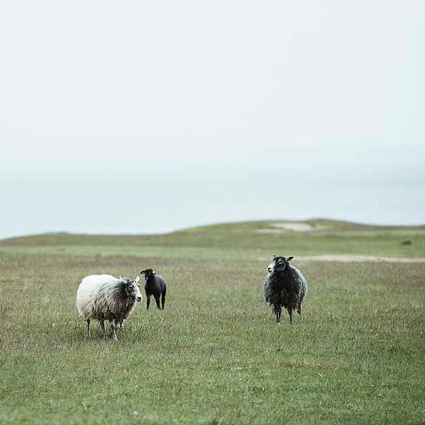 Plaid en laine Velvet - rouille - Klippan Yllefabrik