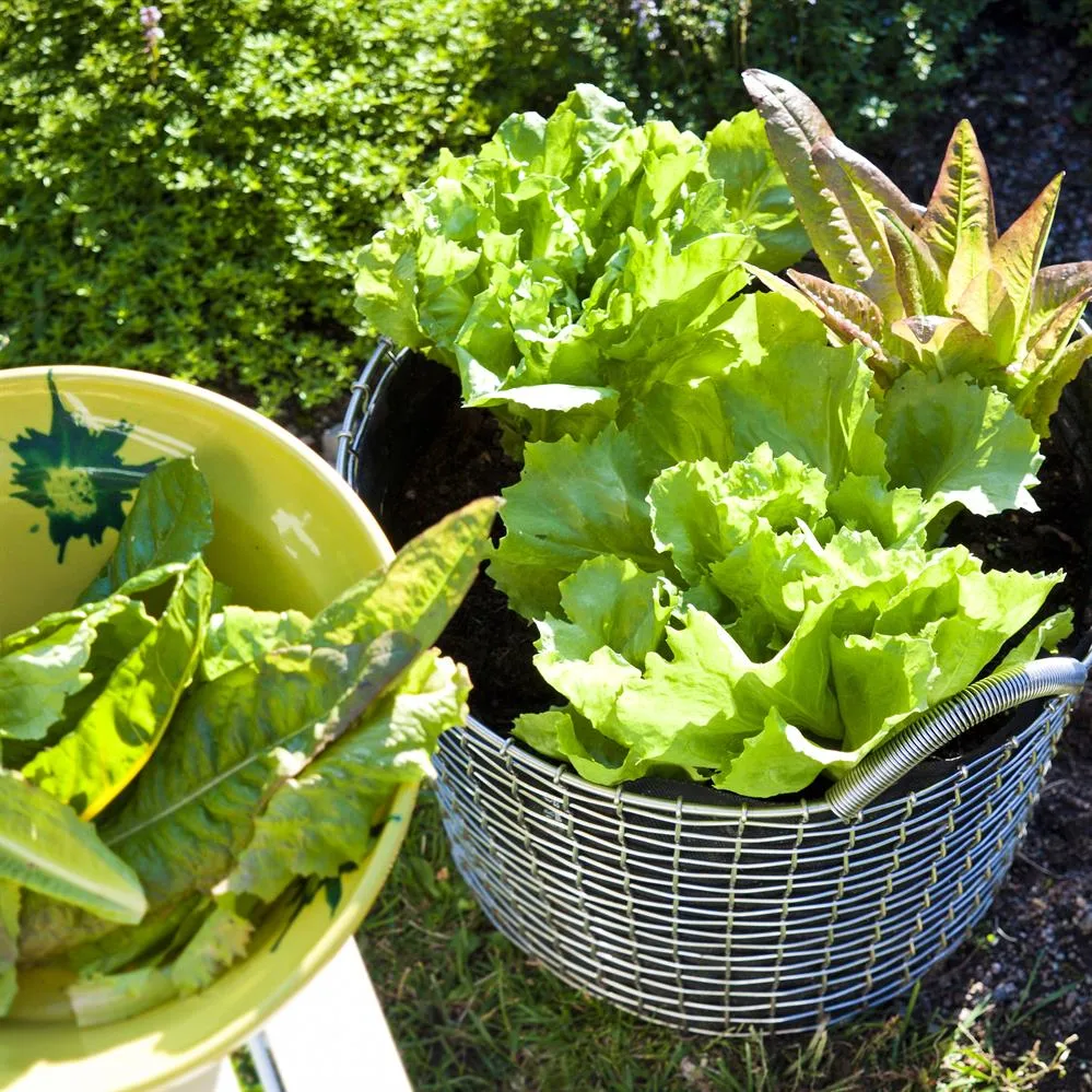 Panier Korbo Classic 24, acier inoxydable KORBO