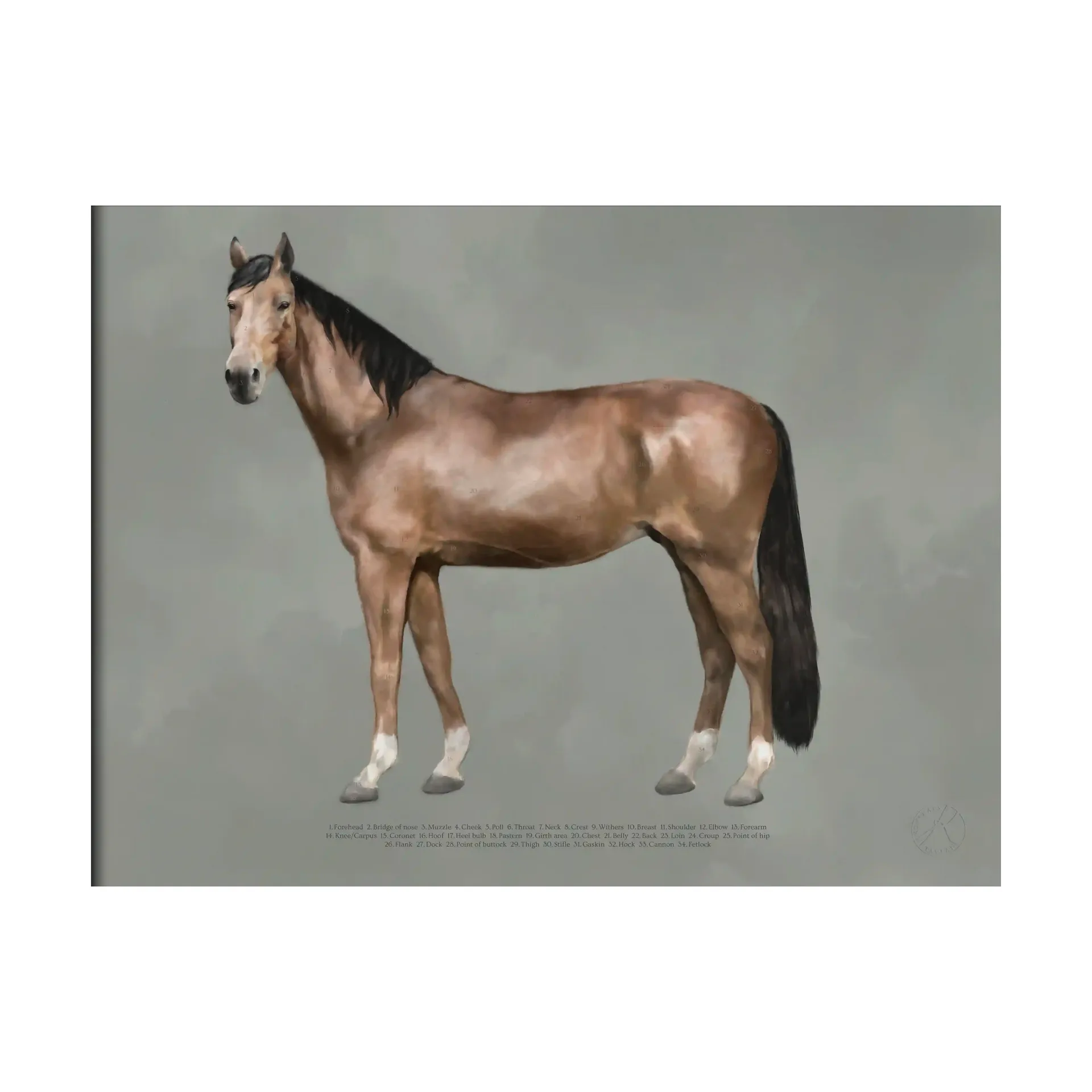 Affiche The anatomy of the horse, 50x70 cm Kunskapstavlan®