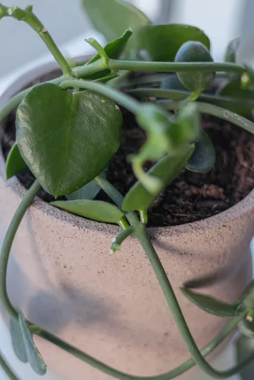 Pot de fleur Stone Ø 17 cm - Blush - Mette Ditmer