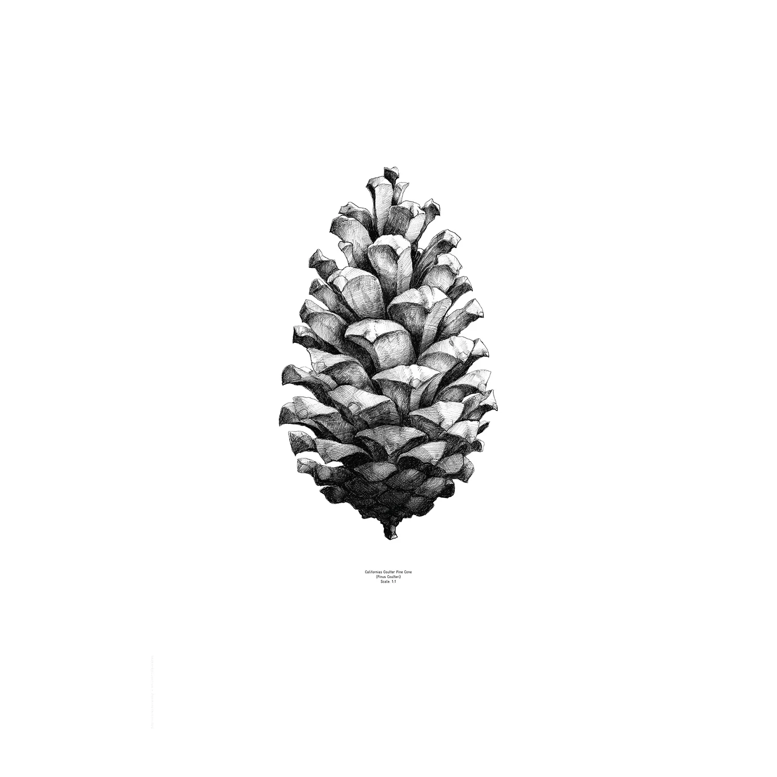 Poster 1:1 Pine Cone, blanc, 50x70 cm Paper Collective