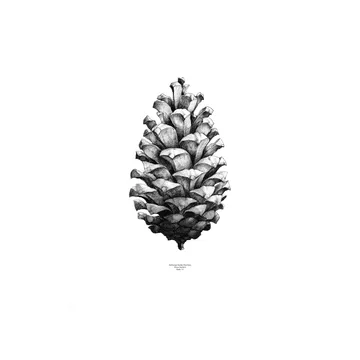 Poster 1:1 Pine Cone - blanc, 50x70 cm - Paper Collective