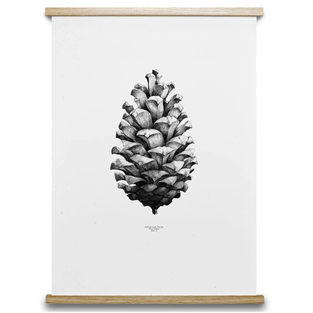 Poster 1:1 Pine Cone, blanc, 50x70 cm Paper Collective