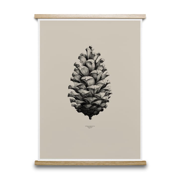 Poster 1:1 Pine Cone - sable, 50x70 cm - Paper Collective