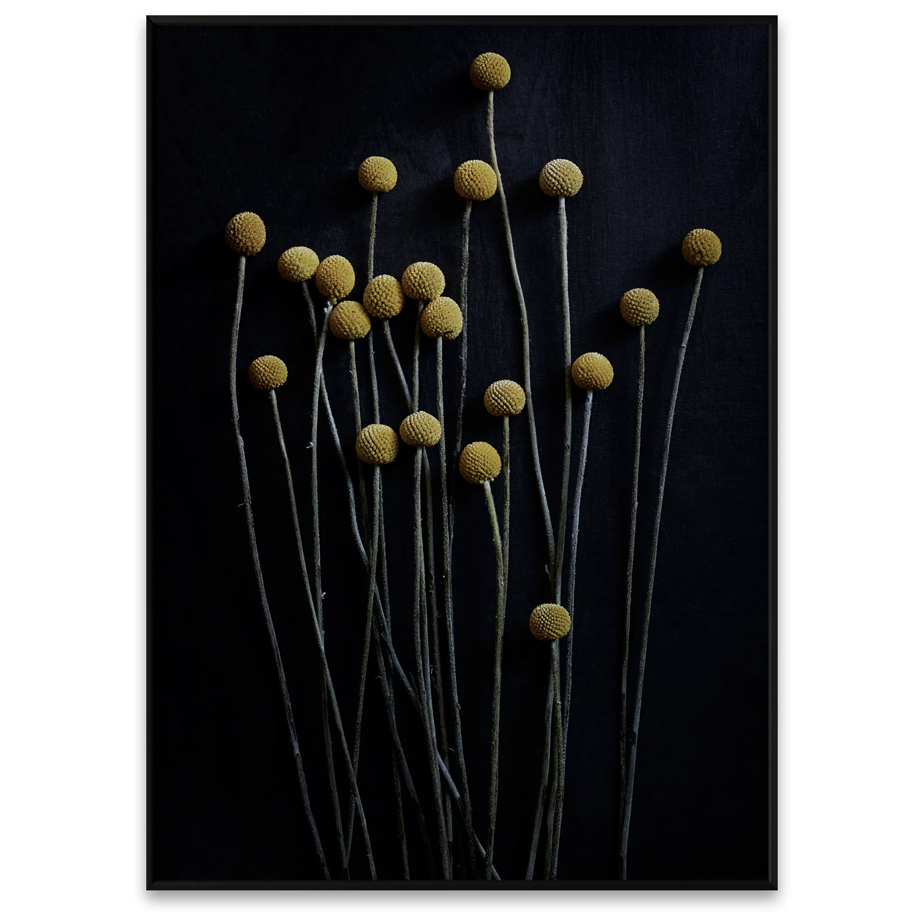 Still Life 01 Yellow Drumsticks poster, 50 x 70 cm Paper Collective