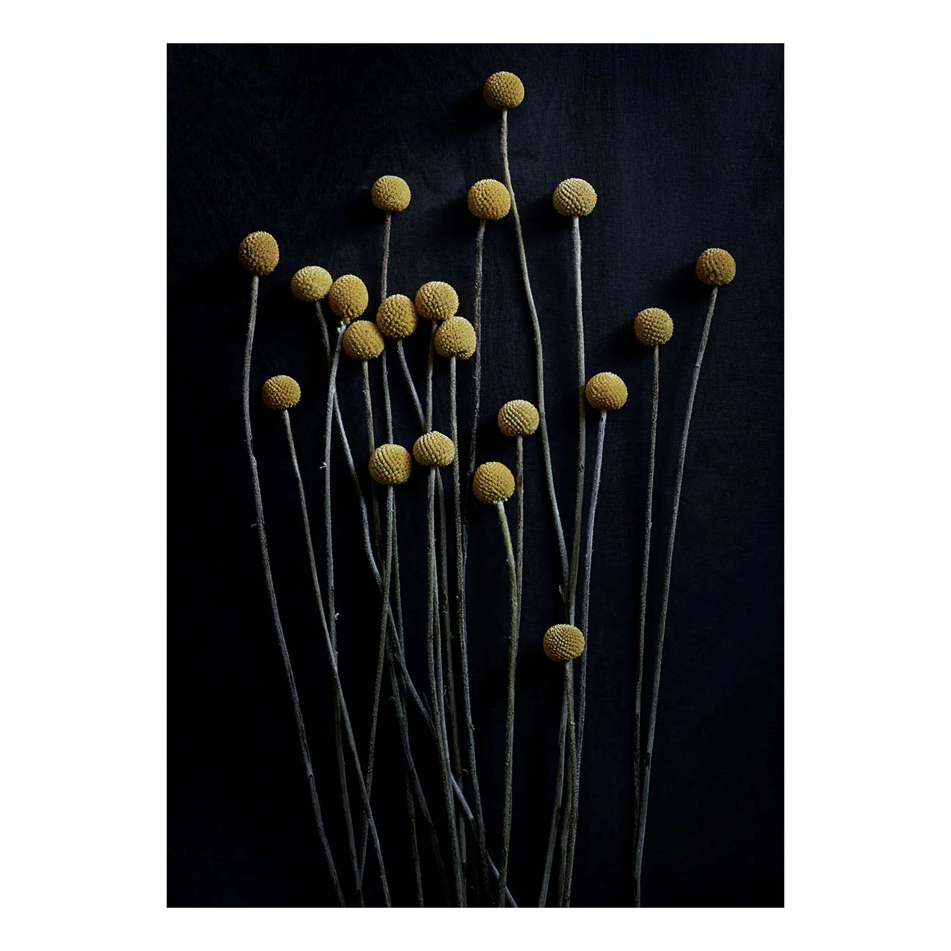Still Life 01 Yellow Drumsticks poster, 50 x 70 cm Paper Collective