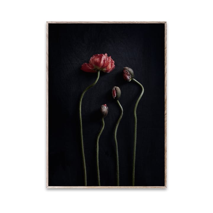 Still Life 02 Red Poppies poster - 30 x 40 cm - Paper Collective