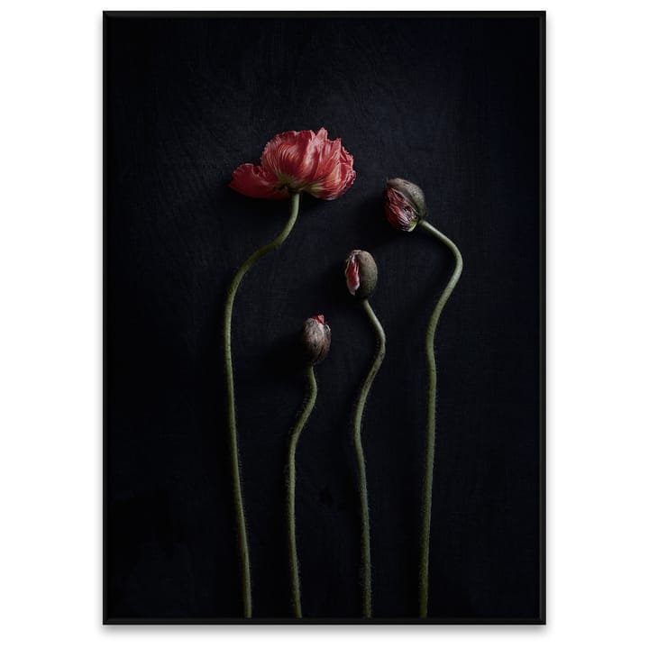 Still Life 02 Red Poppies poster - 50 x 70 cm - Paper Collective