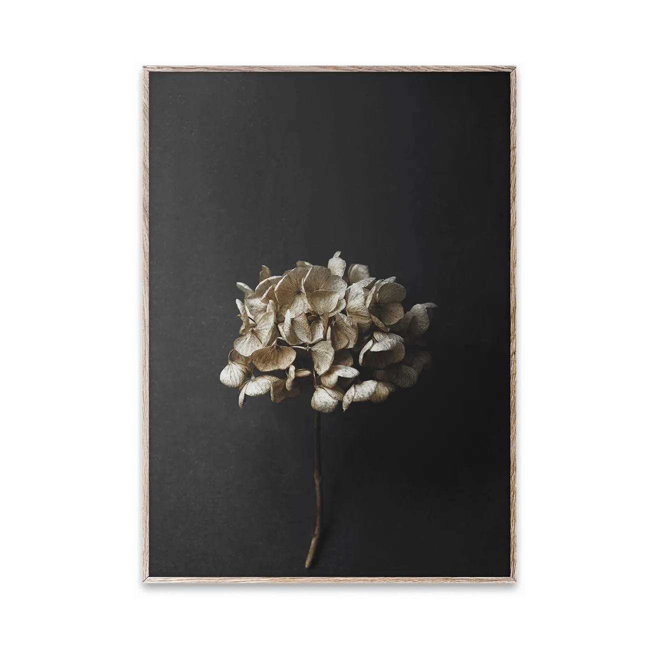 Still Life 04 Hydrangea poster, 30 x 40 cm Paper Collective
