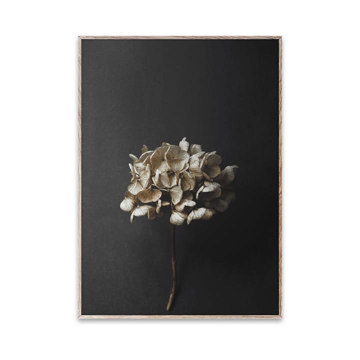 Still Life 04 Hydrangea poster - 30 x 40 cm - Paper Collective
