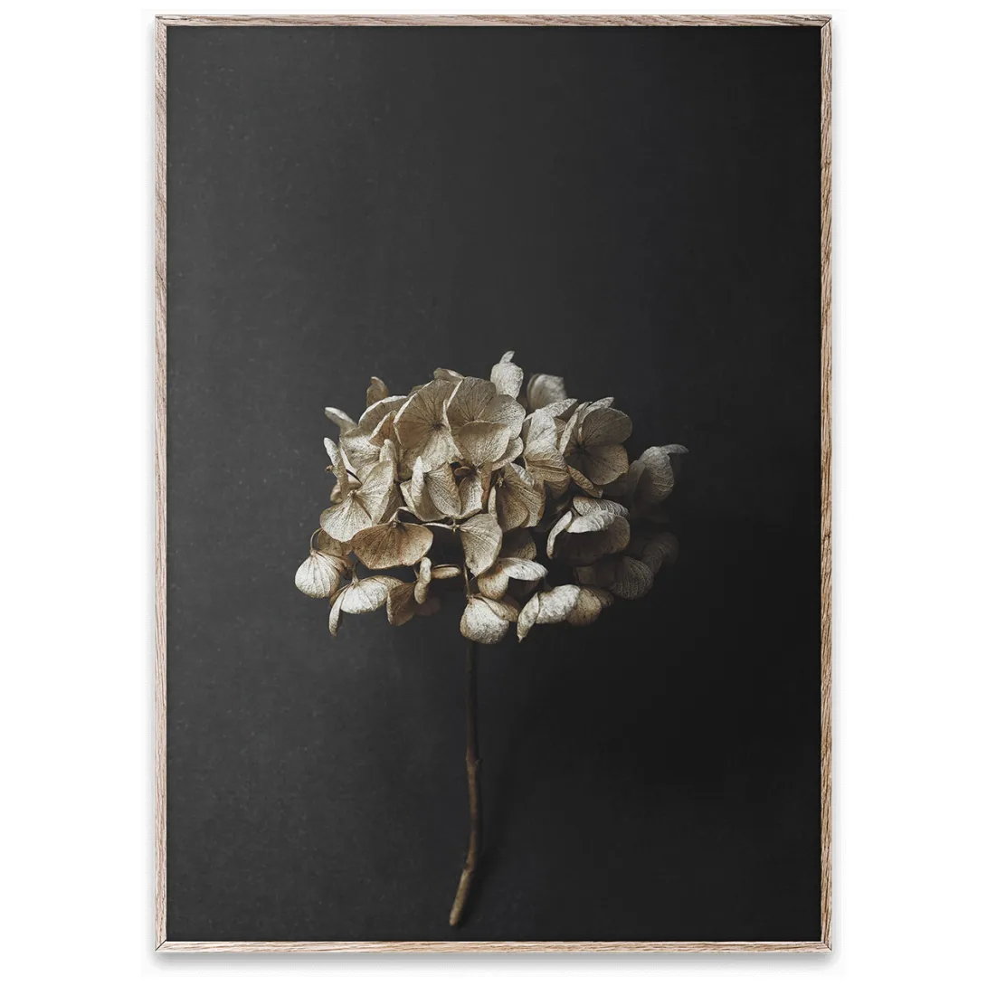 Still Life 04 Hydrangea poster, 50 x 70 cm Paper Collective