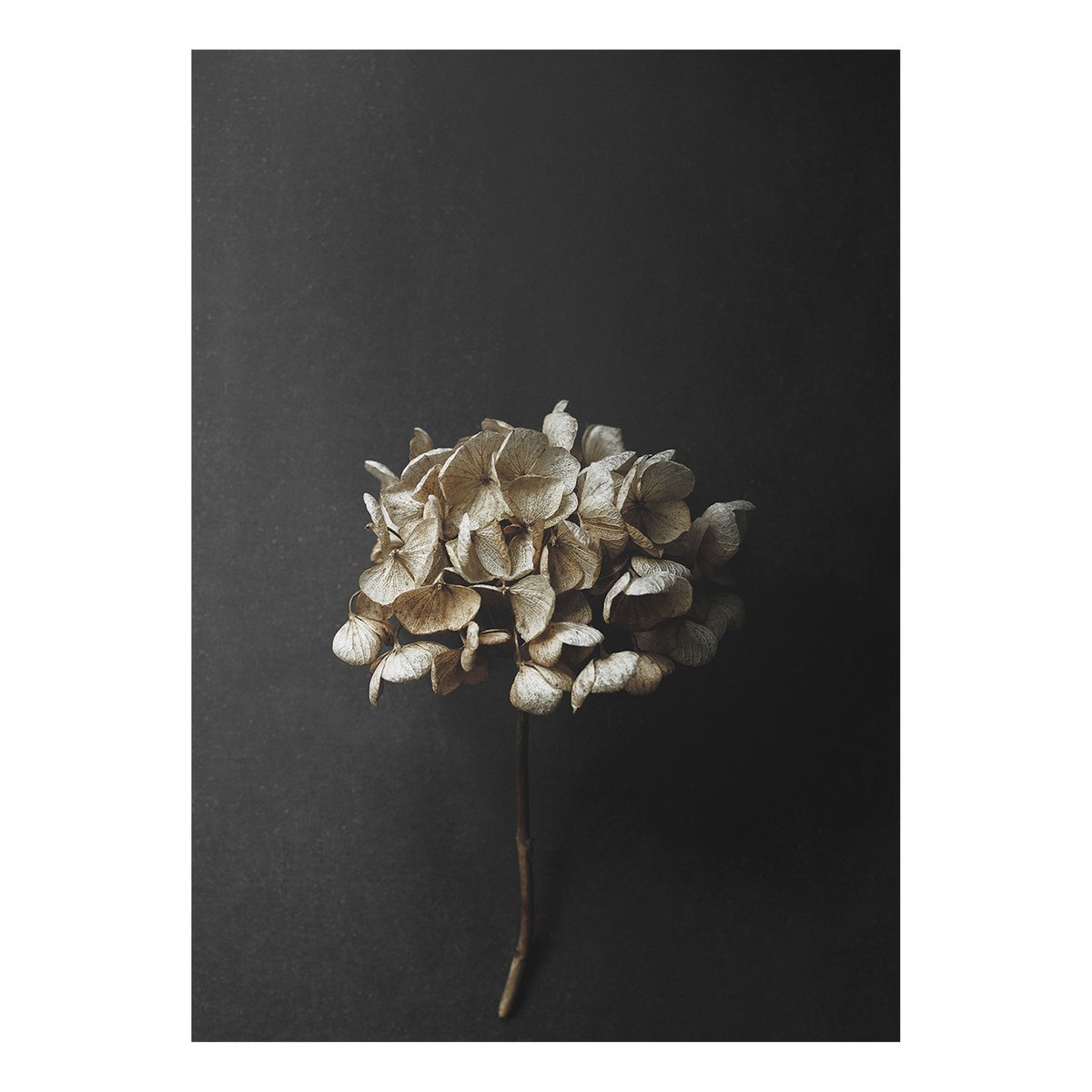 Paper Collective Still Life 04 Hydrangea poster 50 x 70 cm
