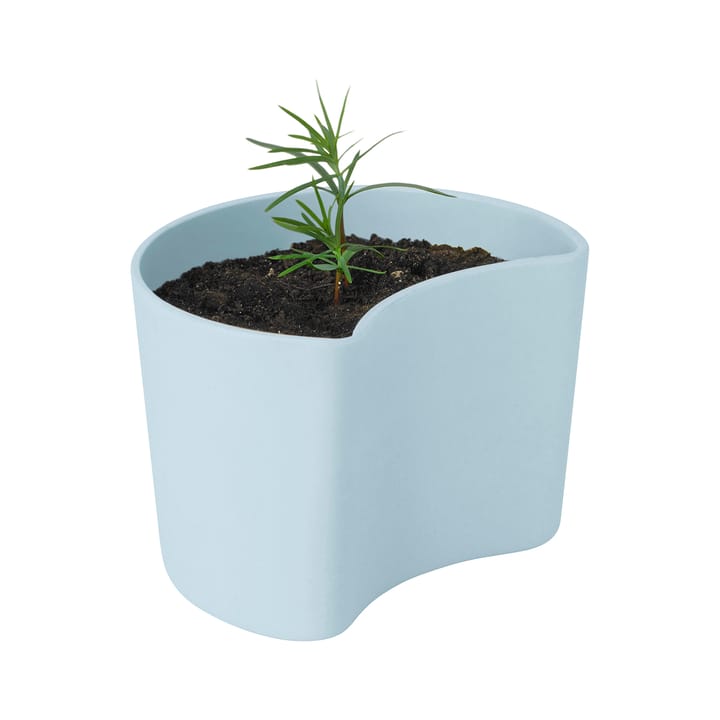 Pot avec graines YOUR TREE - Bleu (Pin) - RIG-TIG