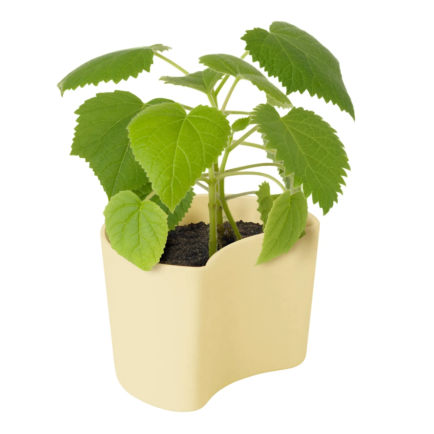 Pot avec graines YOUR TREE, Jaune (Bouleau) RIG-TIG