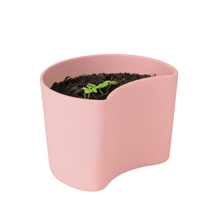Pot avec graines YOUR TREE - Rose (Bouleau) - RIG-TIG