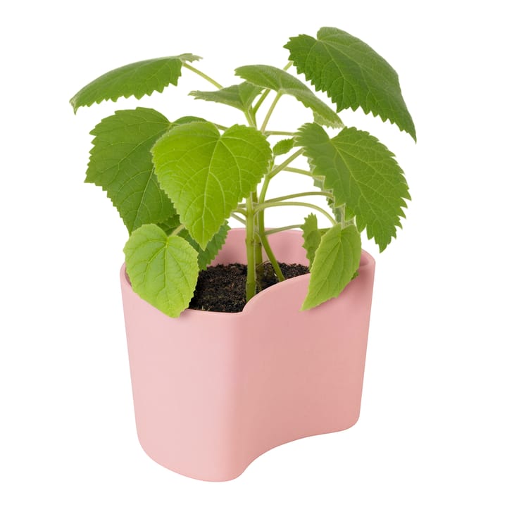 Pot avec graines YOUR TREE, Rose (Bouleau) RIG-TIG