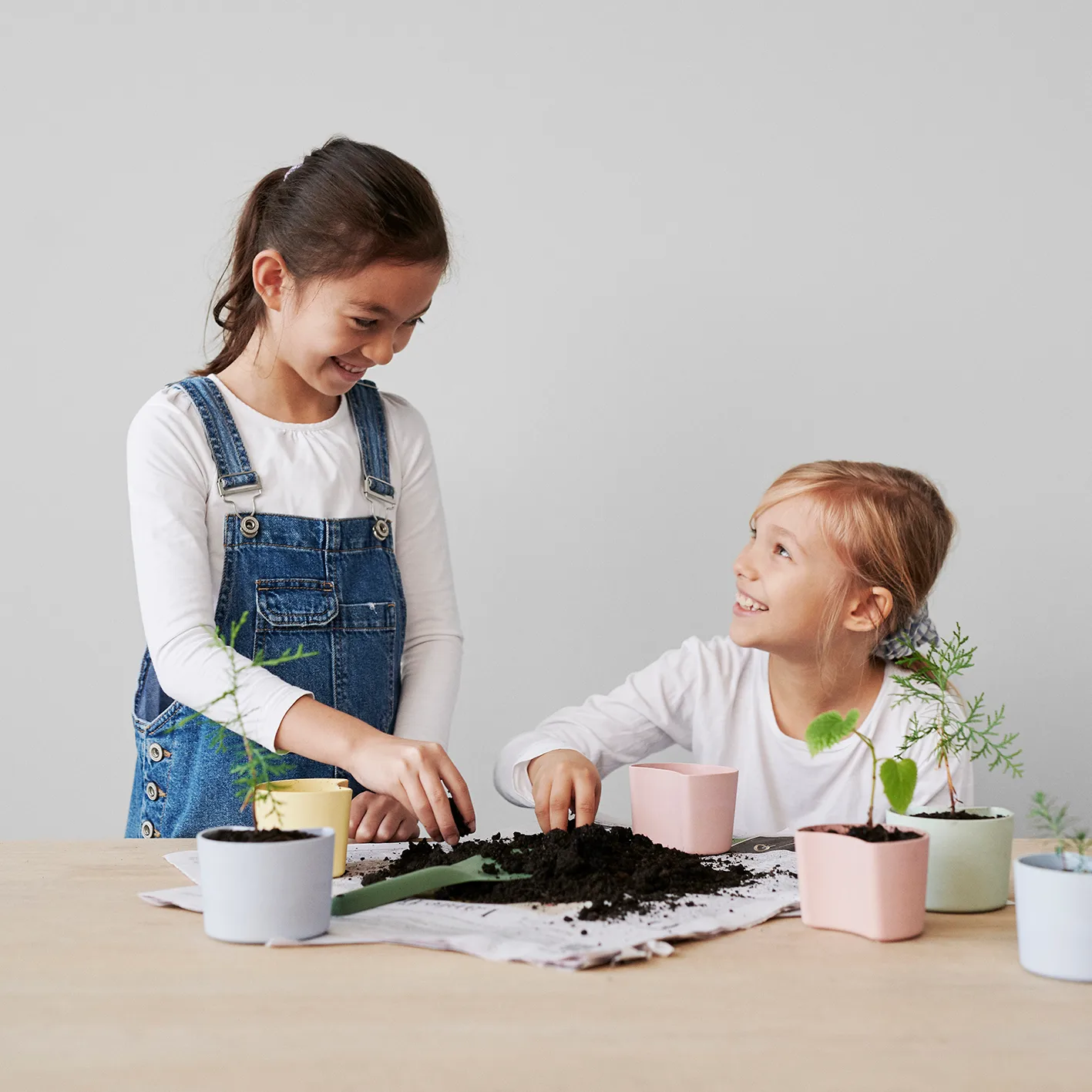 Pot avec graines YOUR TREE, Rose (Bouleau) RIG-TIG