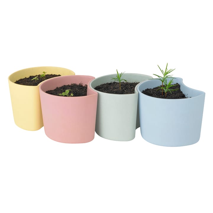Pot avec graines YOUR TREE, Rose (Bouleau) RIG-TIG