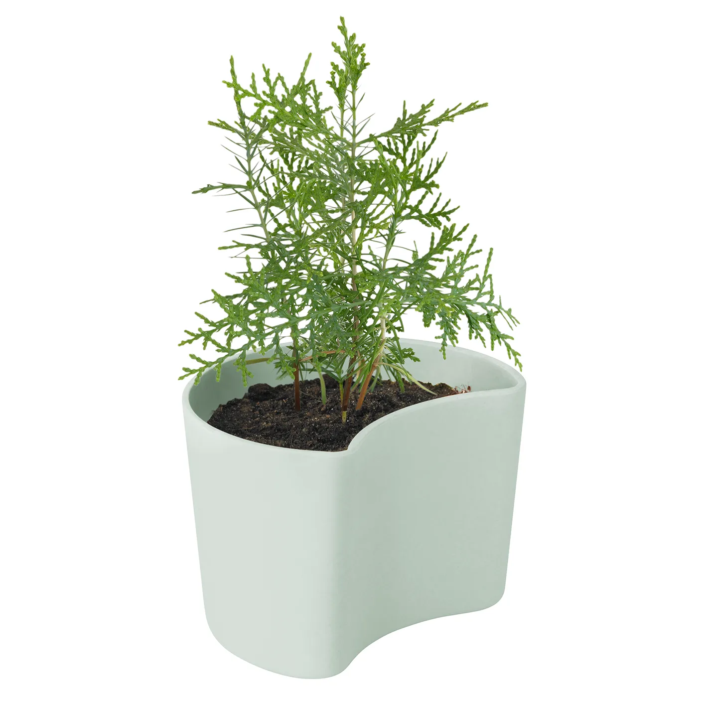 Pot avec graines YOUR TREE, Vert (Pin) RIG-TIG