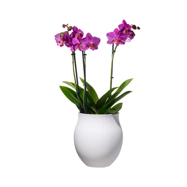 Vase Collier Blanc Perle, grand Villeroy & Boch
