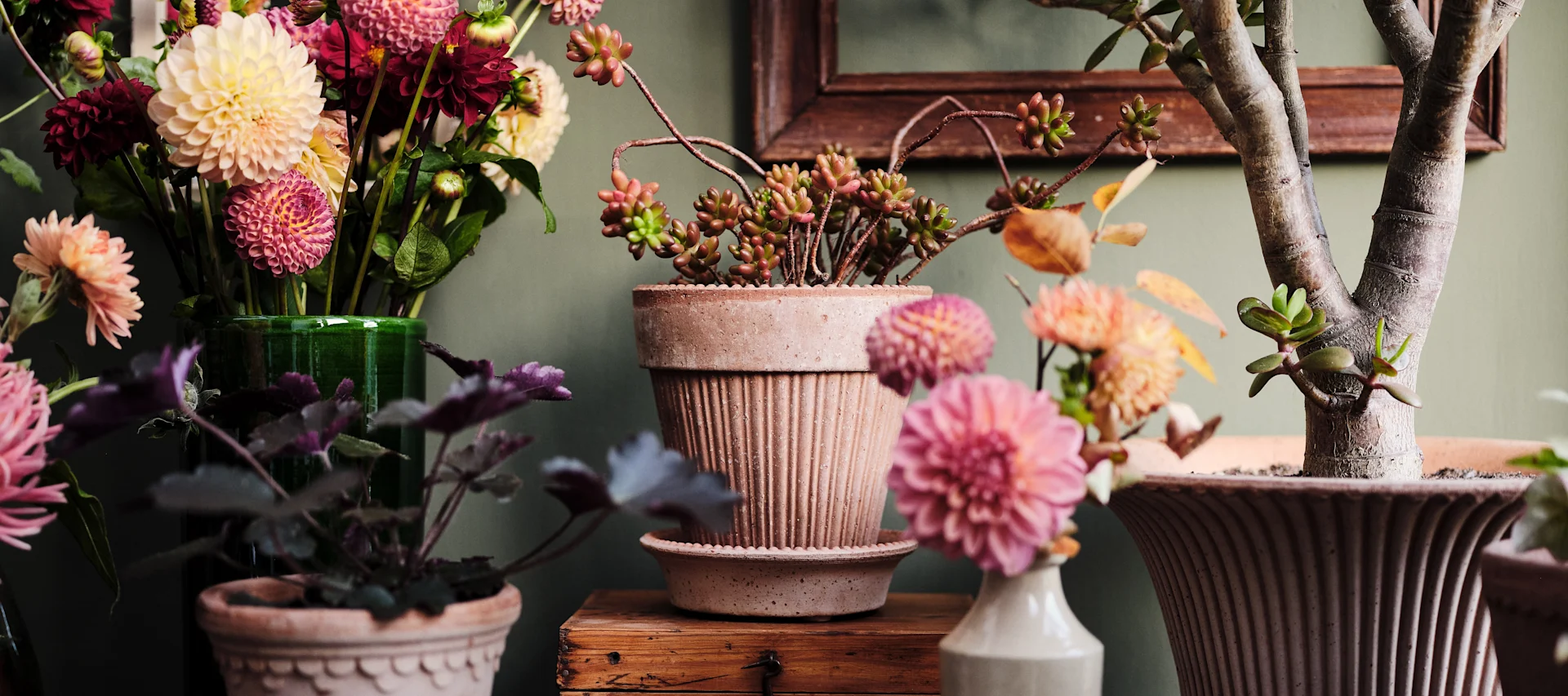 Cadeaux pour la fête des mères : une collection de différentes fleurs dans différents pots de fleurs de Bergs Potter.