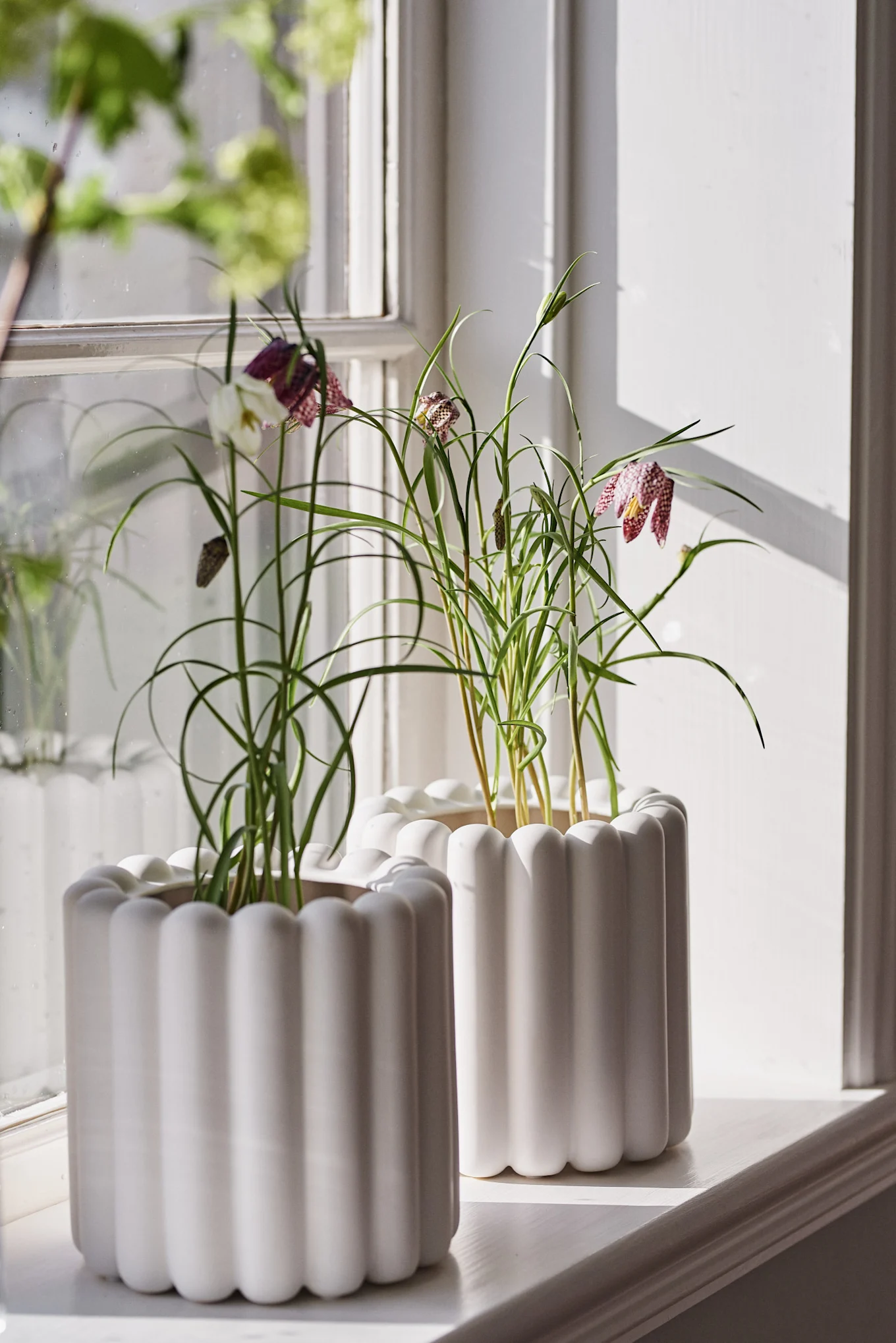 Deux jardinières blanches cannelées sur un rebord de fenêtre ensoleillé, contenant des plantes vertes aux fleurs tachetées en forme de cloche.