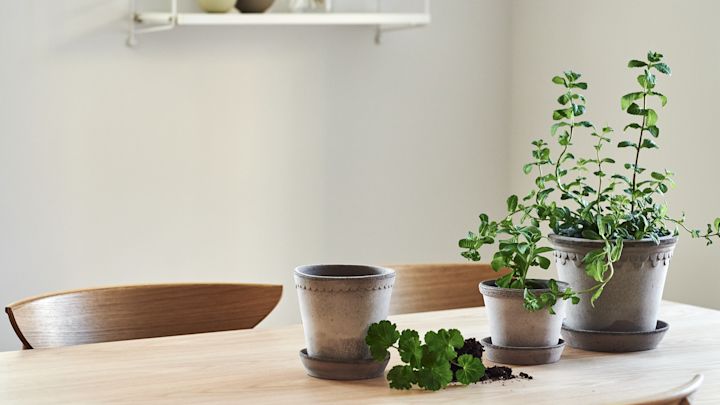 Cache-pot naturel M - Accessoires pour plantes et fleurs