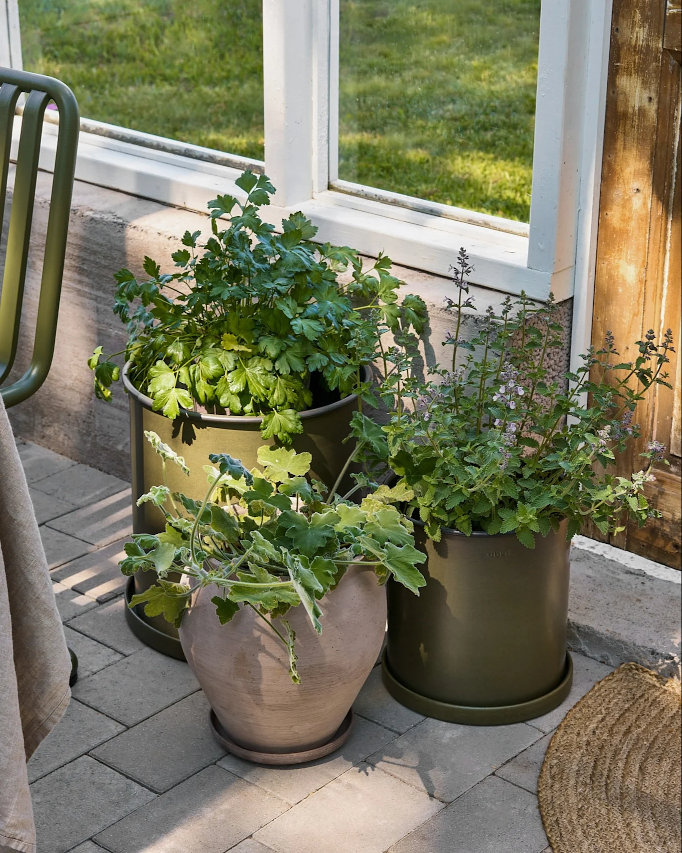 Trois plantes en pot sur un patio gris à côté d'une fenêtre. Deux plantes sont dans des pots vert olive, une dans un pot en terre cuite beige.