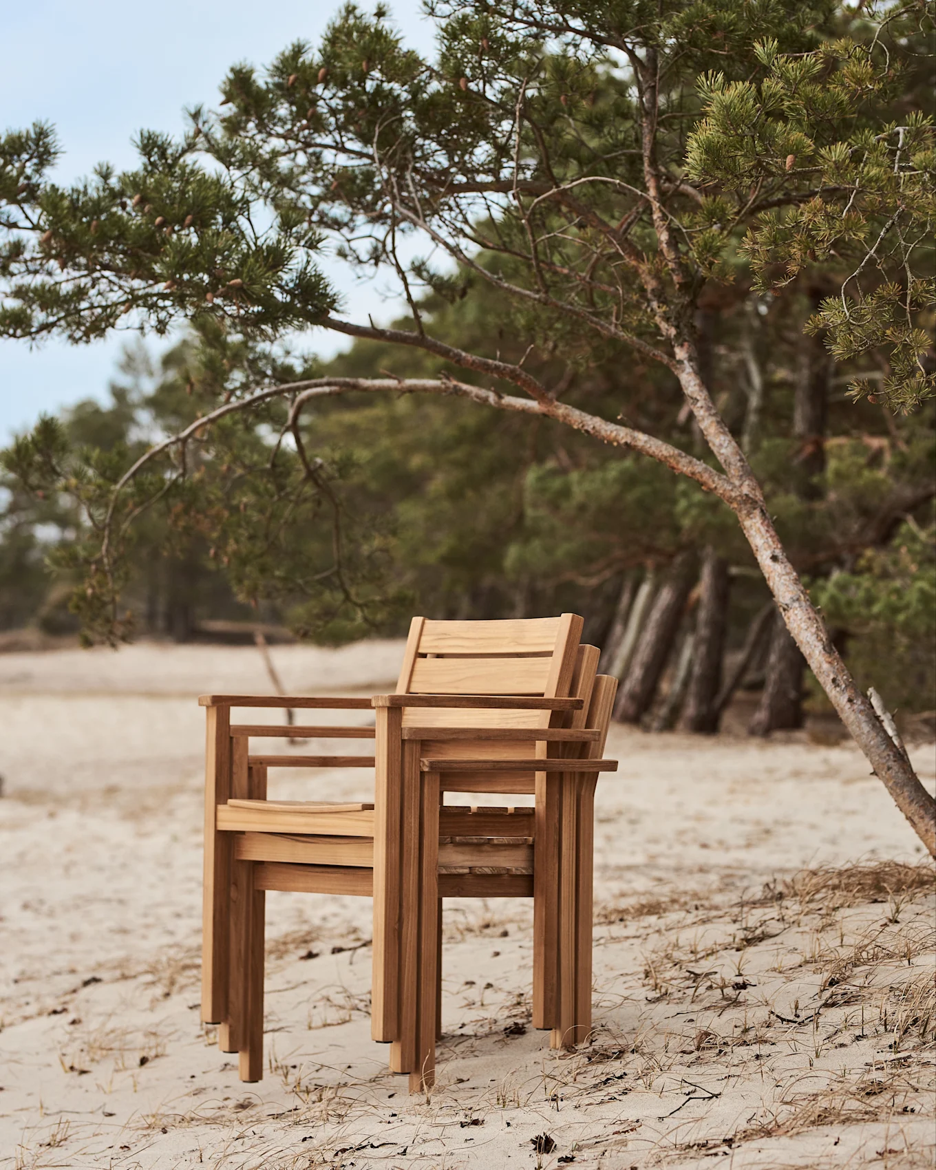 Chaises en bois empilées sur une plage de sable à côté d'un pin.