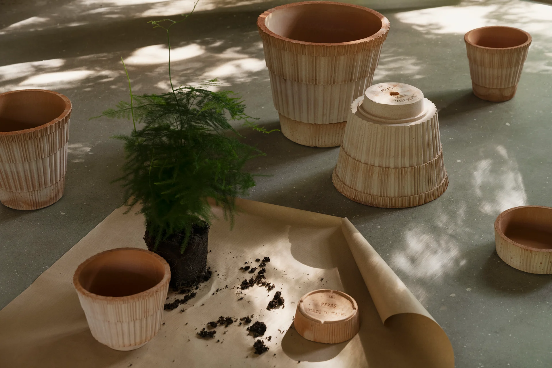Plante rempotée avec plusieurs pots et soucoupes en terre cuite côtelés sur du papier brun.