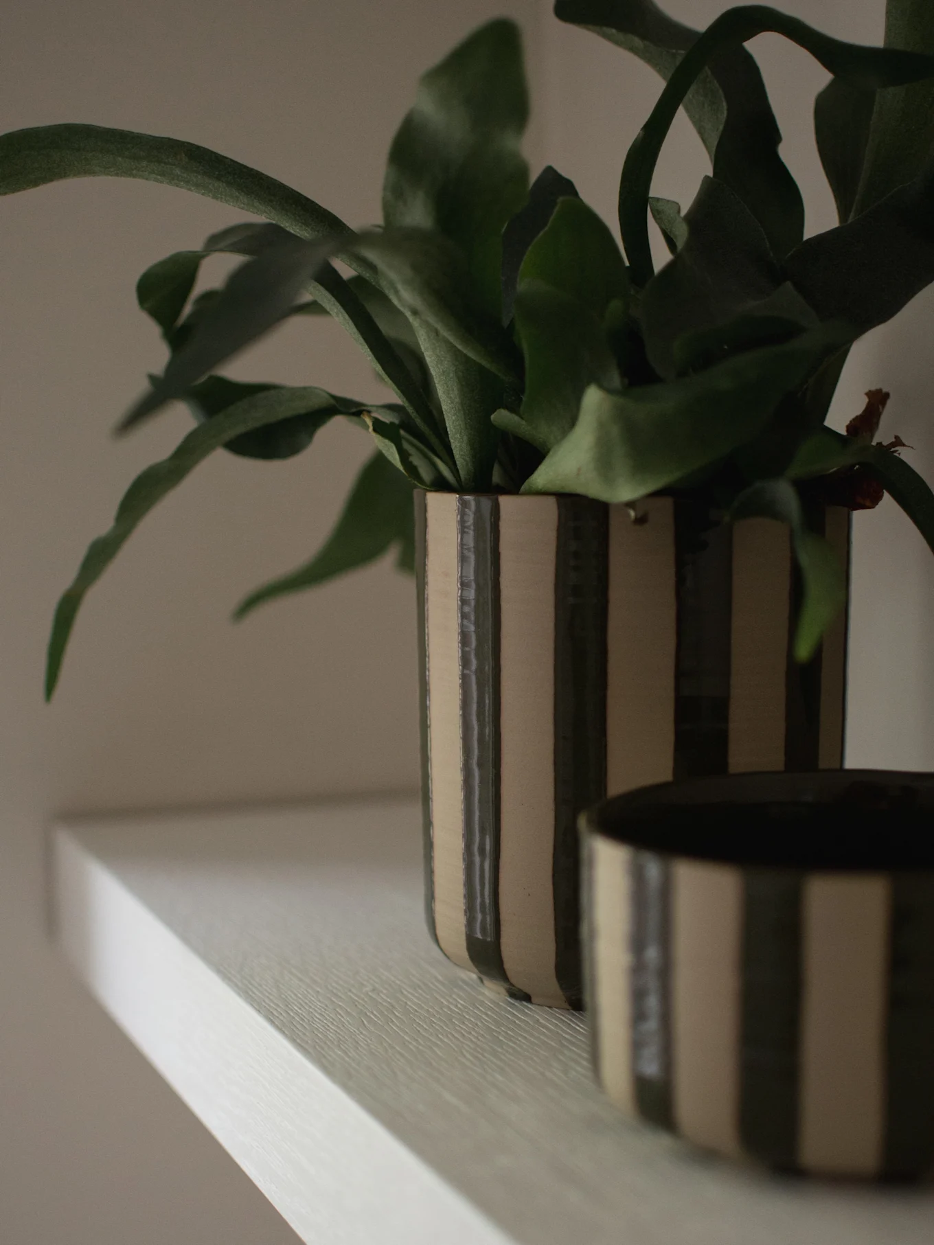 Une plante d'intérieur aux feuilles vertes dans un grand pot rayé vert foncé et beige sur une étagère claire, avec un bol assorti partiellement visible.