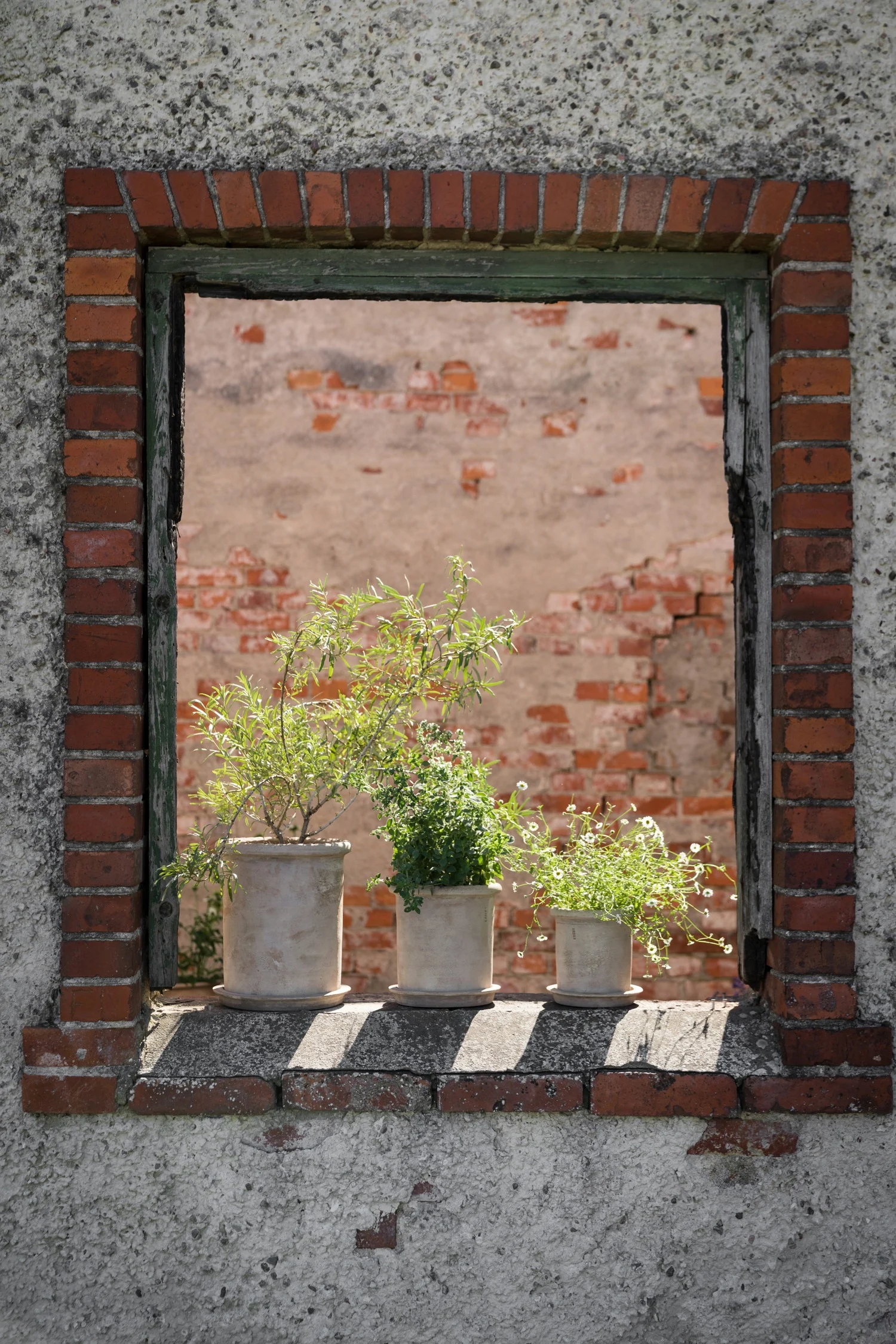 Trois plantes en pot sur un vieux rebord de fenêtre, encadrées par un mur de briques et stuc, avec un mur de briques flou en arrière-plan.