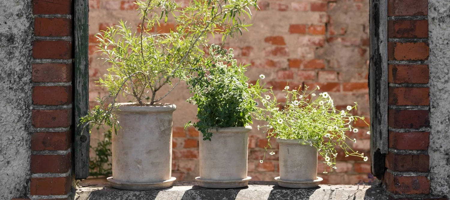 Trois plantes en pot, dont une avec des fleurs blanches, sur une corniche en pierre devant un mur de briques flou.
